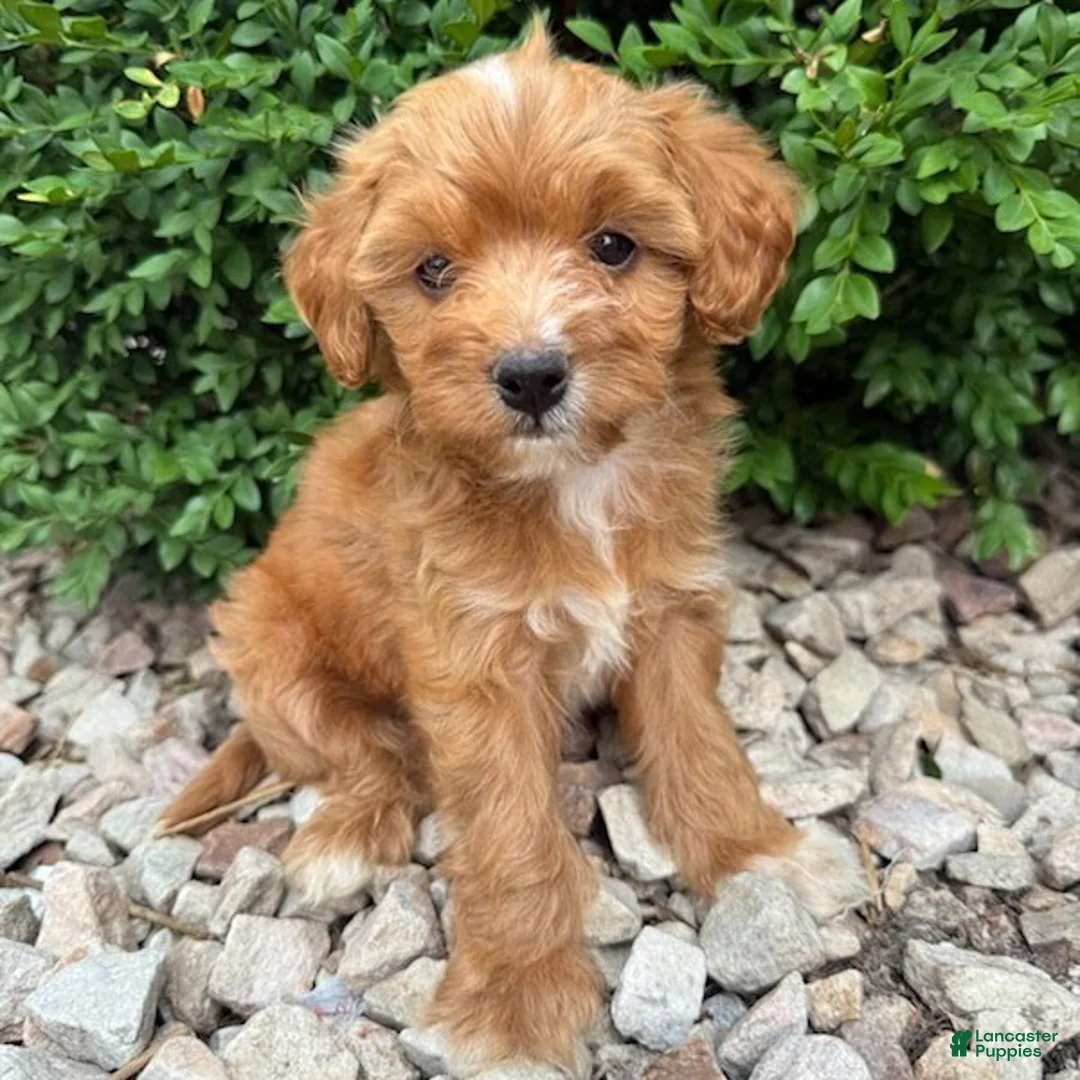 Cavapoo dogs for sale: Paul  - Ad 1