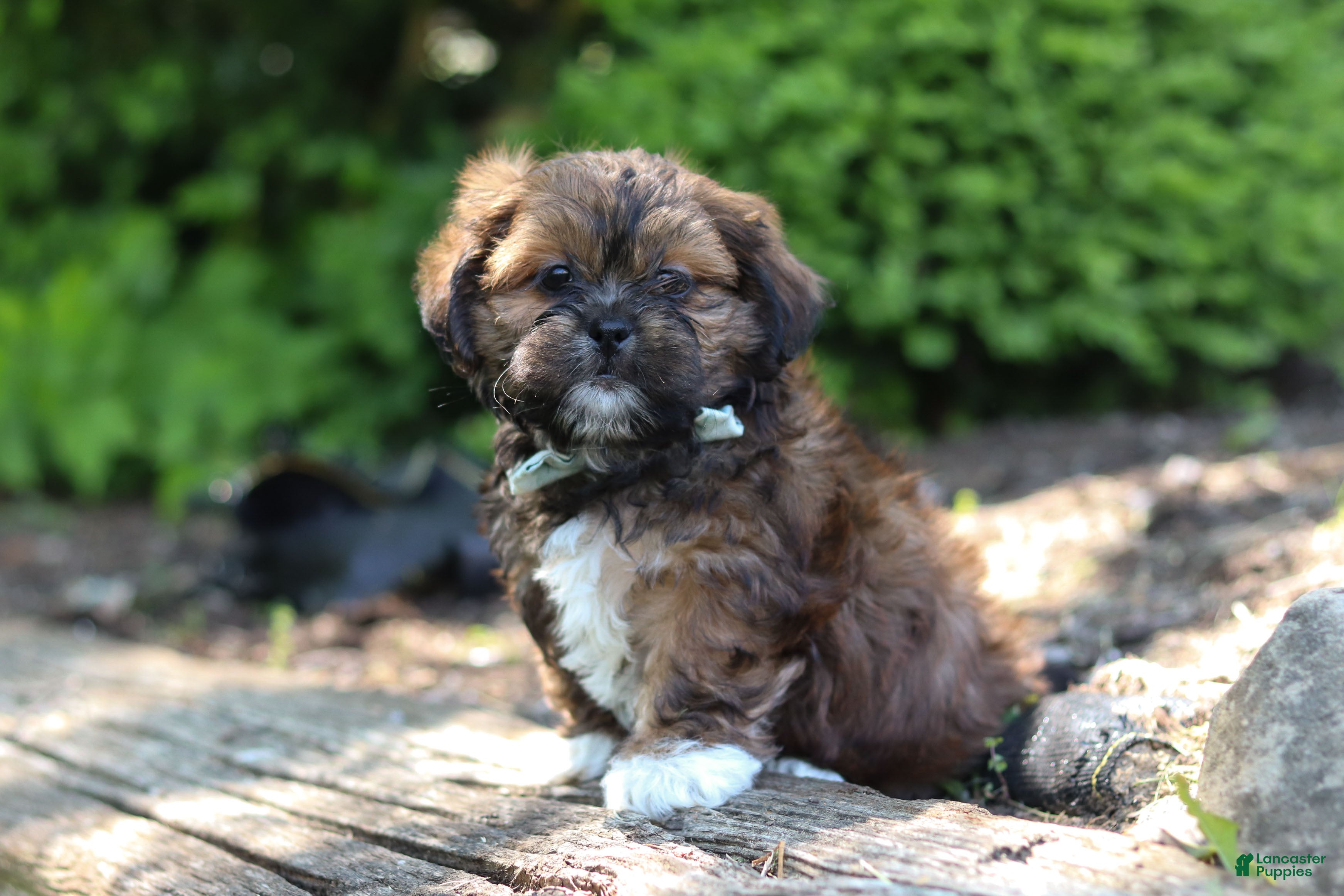 Shih Tzu dogs Theo - Ad 2