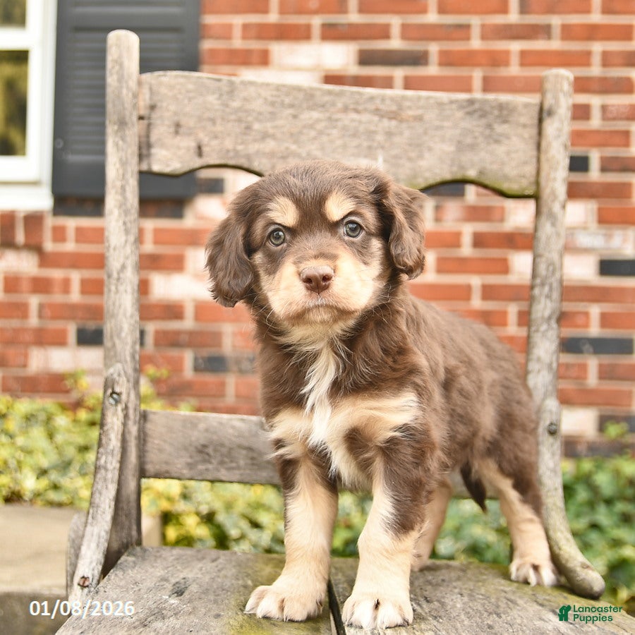 Mixed Breed dogs Hiccup  - Ad 2