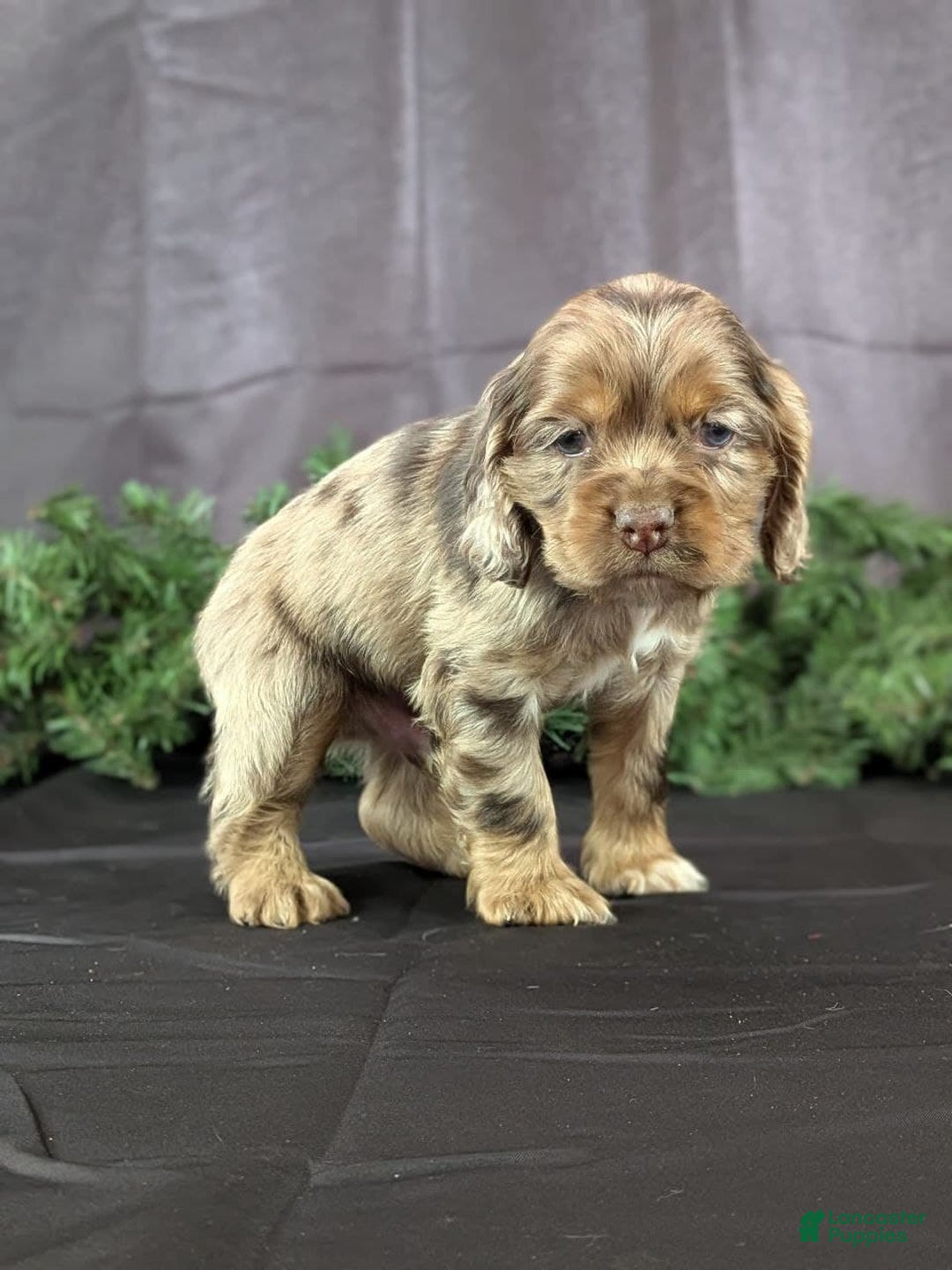 Cocker Spaniel dogs for sale: Vito - Ad 3