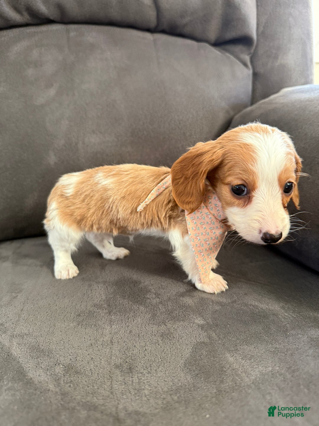 Miniature Dachshund dogs for sale: Lucy - Ad 14