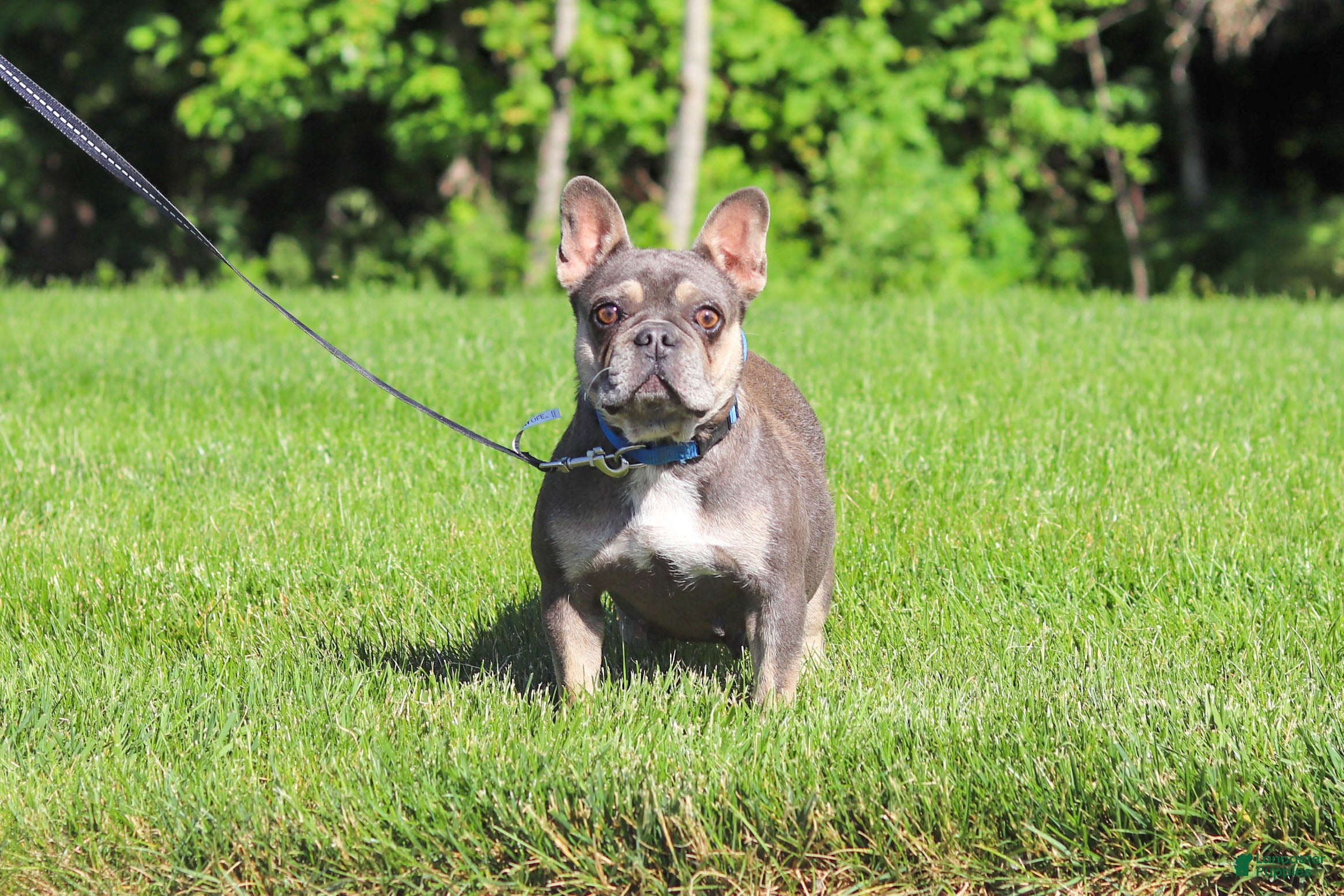 French Bulldog dogs for sale: Bailey - Ad 7