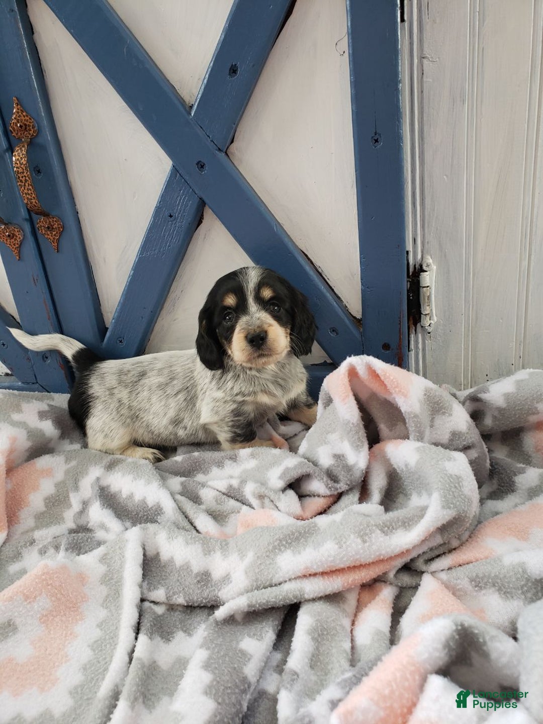 Miniature Dachshund dogs for sale: Jewel - Ad 1