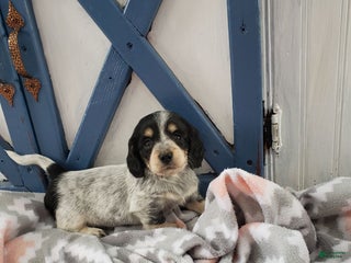 Miniature Dachshund dogs Jewel - Ad 19