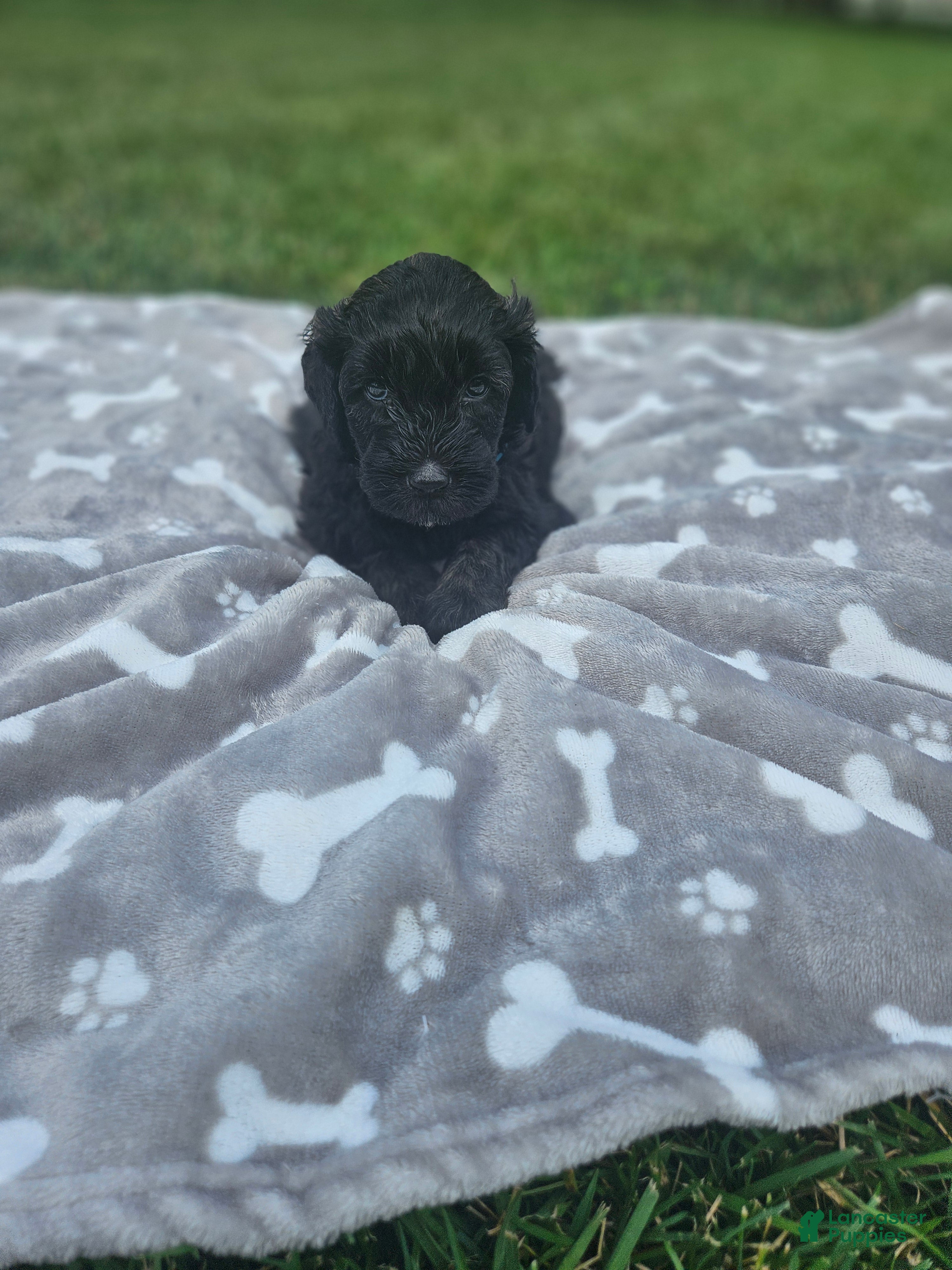 Portuguese Water Dog dogs Shadow - Ad 25