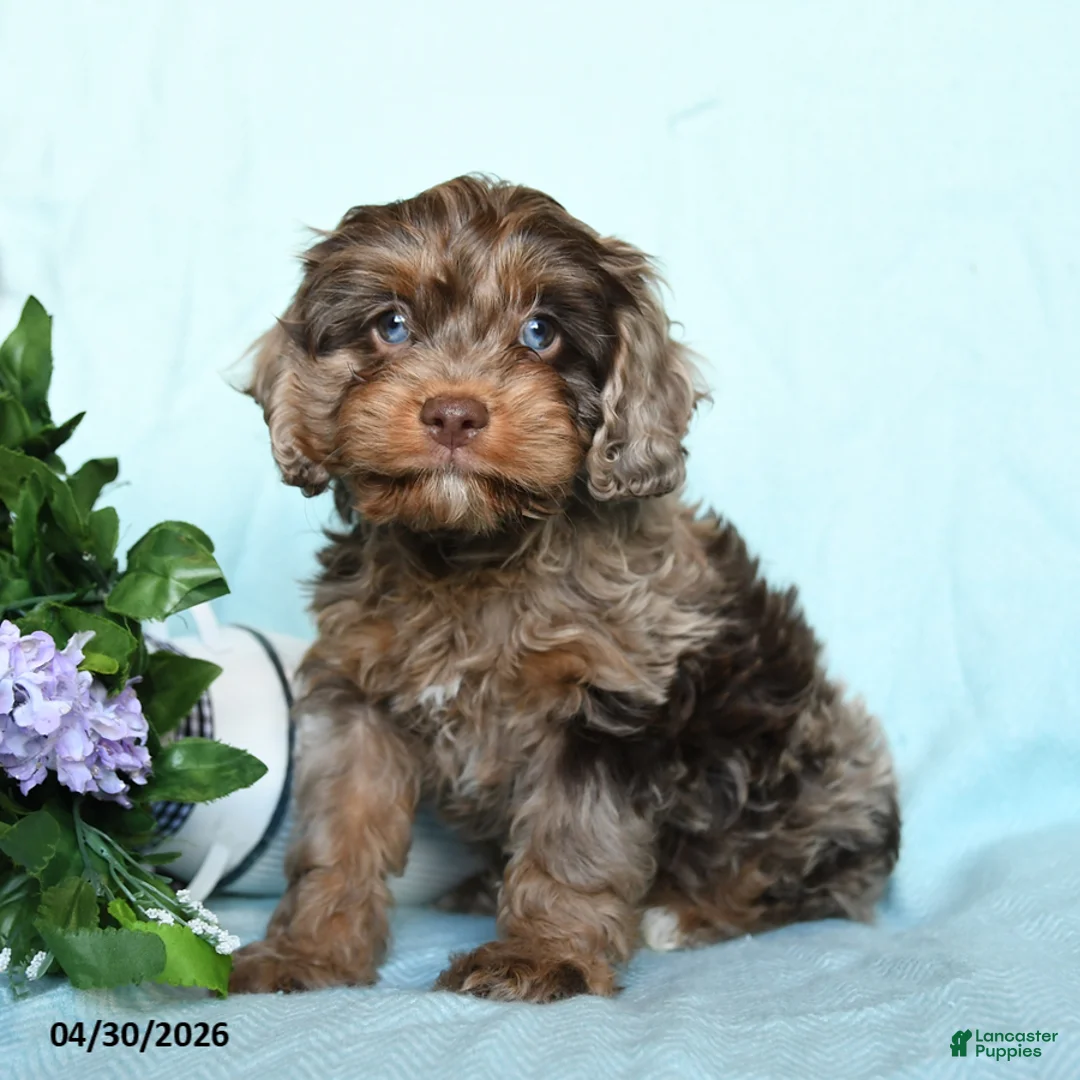 Cavapoo dogs for sale: Eli  - Ad 5