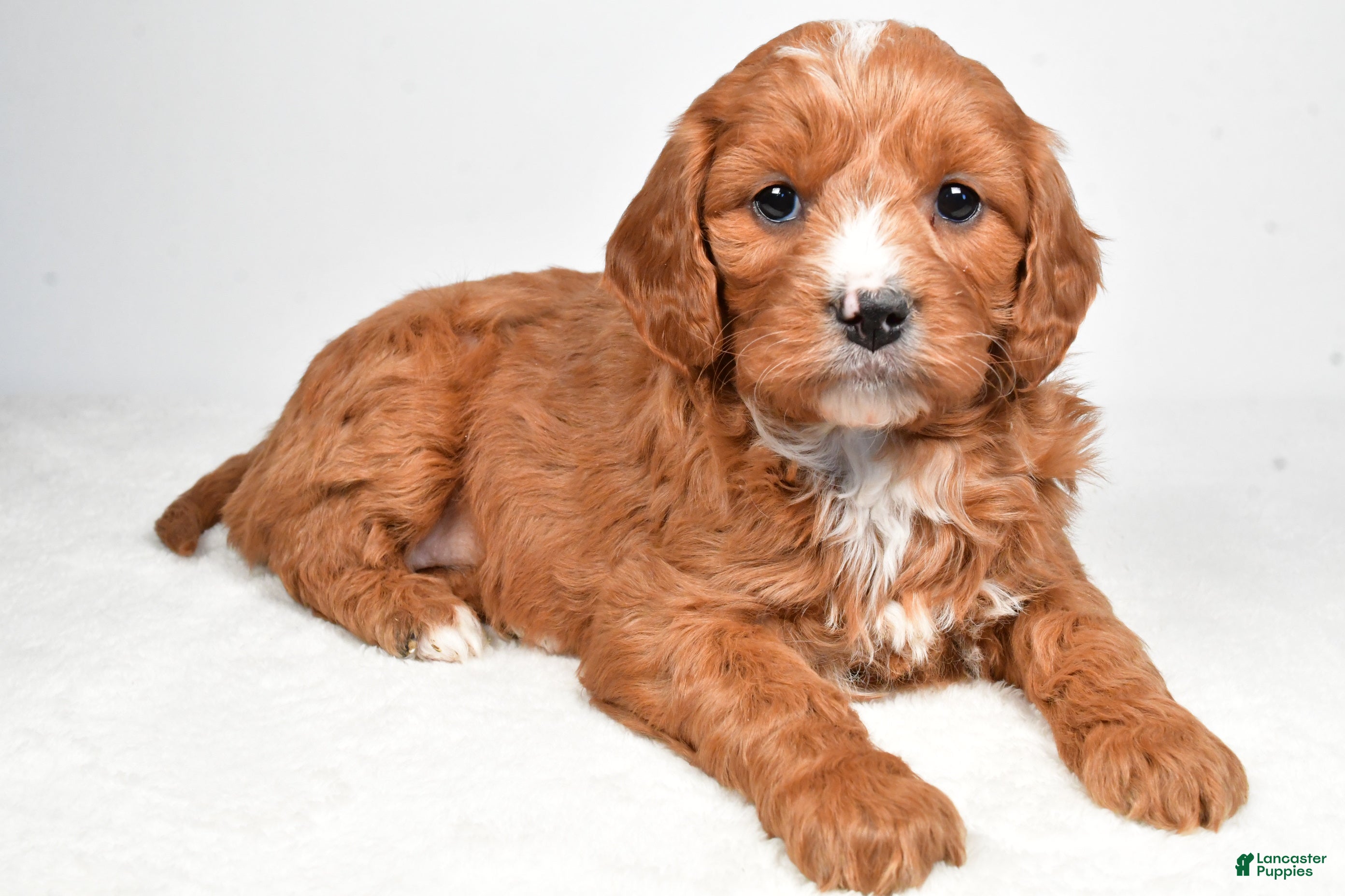 Mini Goldendoodle dogs Buttercup - Ad 1