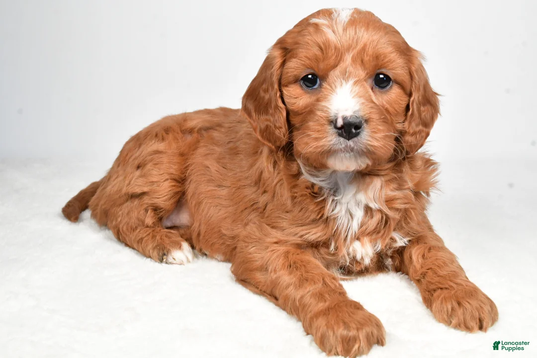 Mini Goldendoodle dogs for sale: Buttercup - Ad 1