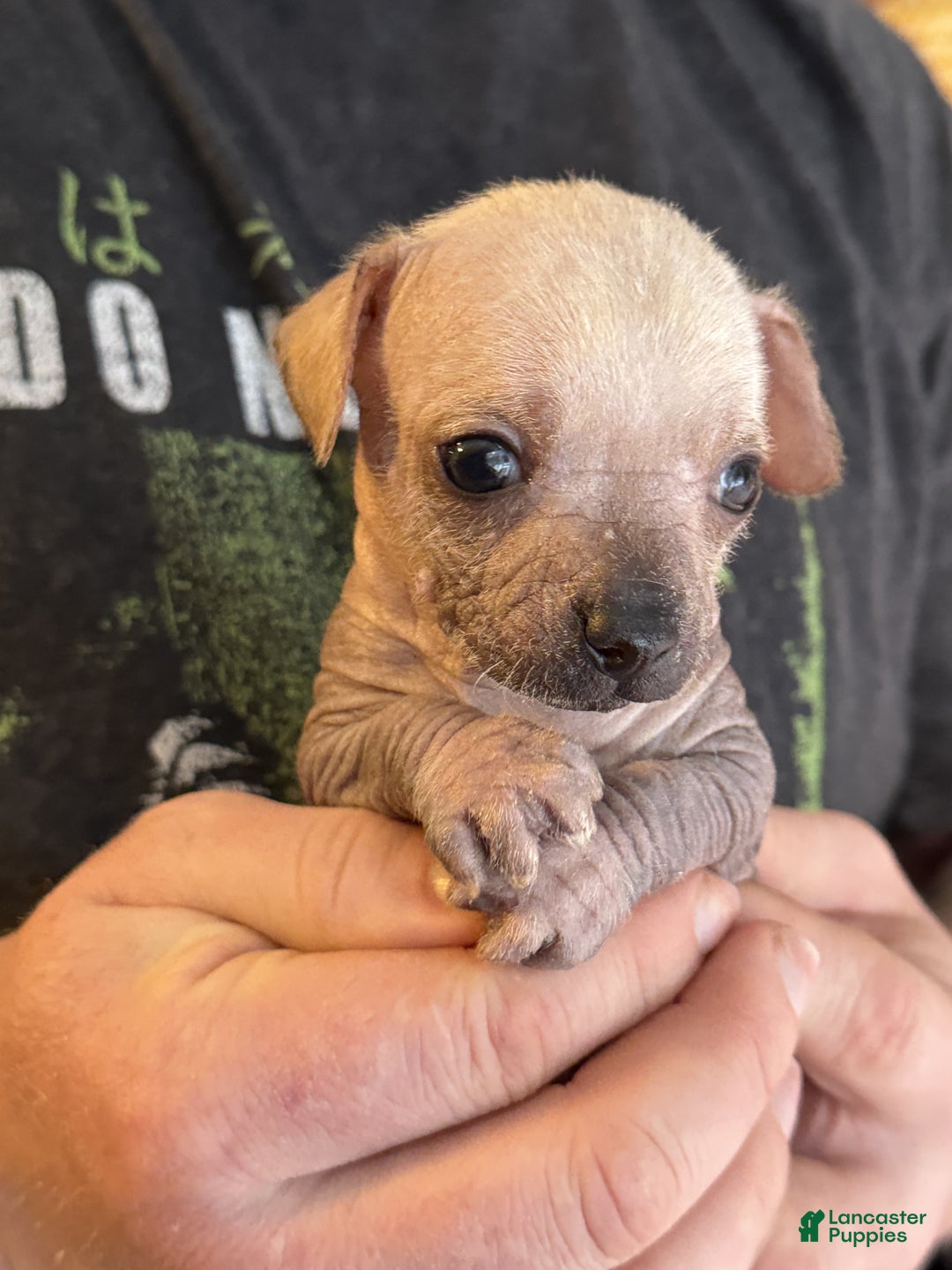 Mixed Breed dogs for sale: Ramstein  - Ad 7