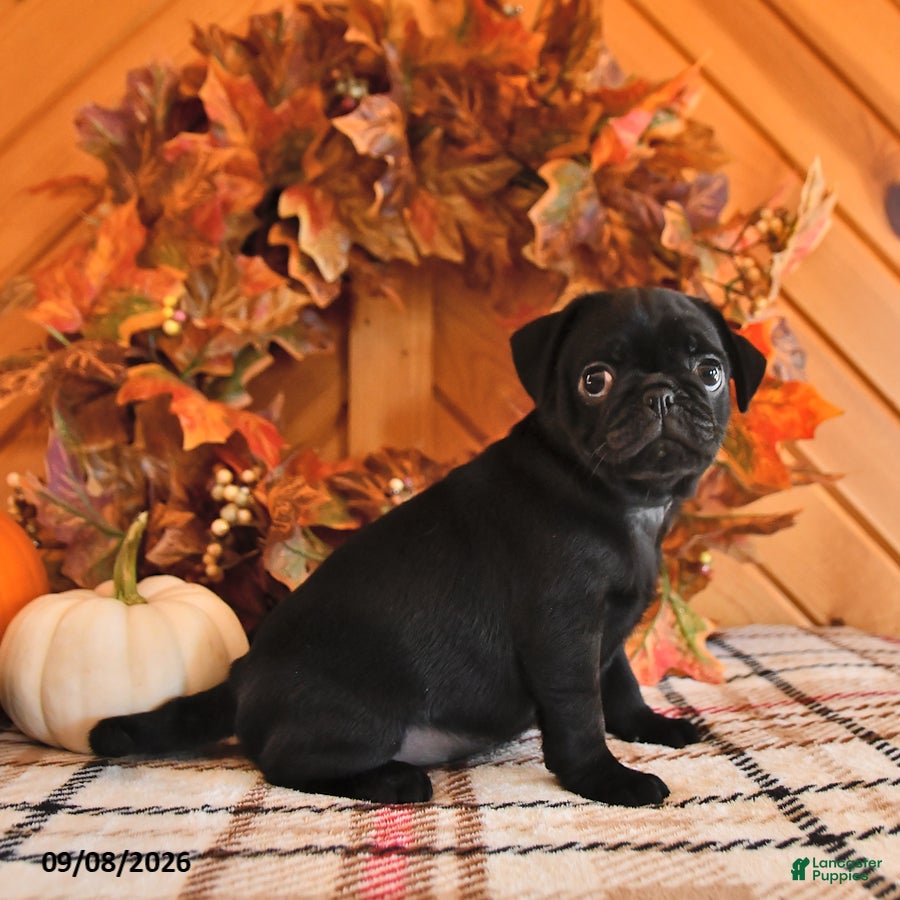 Pug dogs Danae - Ad 2