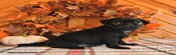 Pug dogs for sale: Danae - Ad 2