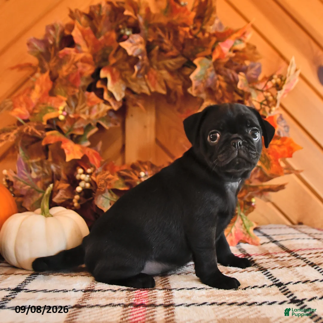 Pug dogs for sale: Danae - Ad 2