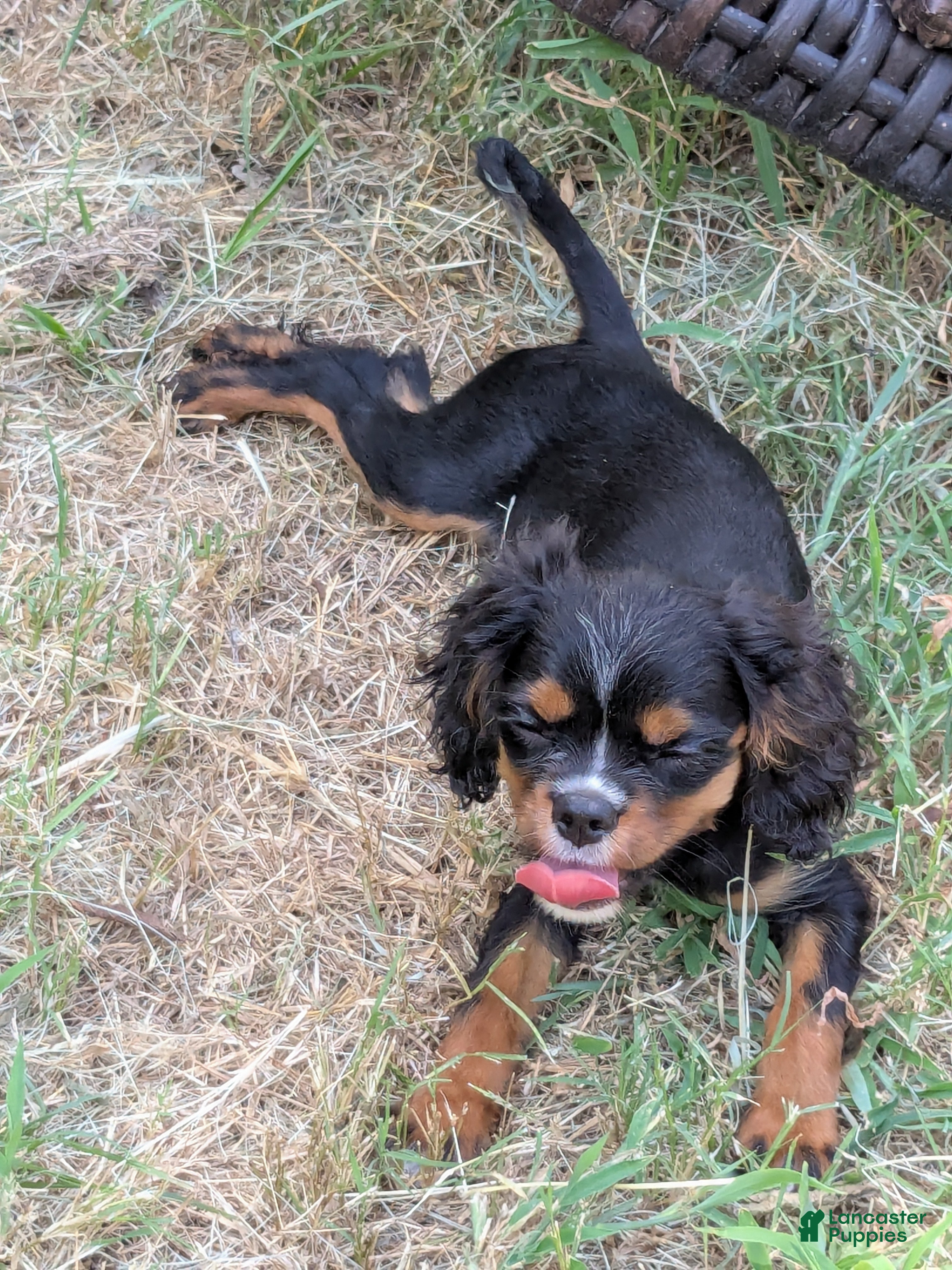 Cavalier King Charles Spaniel dogs Princess - Ad 17