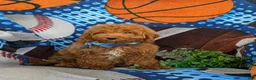 Mini Goldendoodle dogs for sale: Coby Hypoallergenic - Ad 3