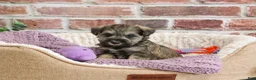 Miniature Schnauzer dogs for sale: Kimber  - Ad 4