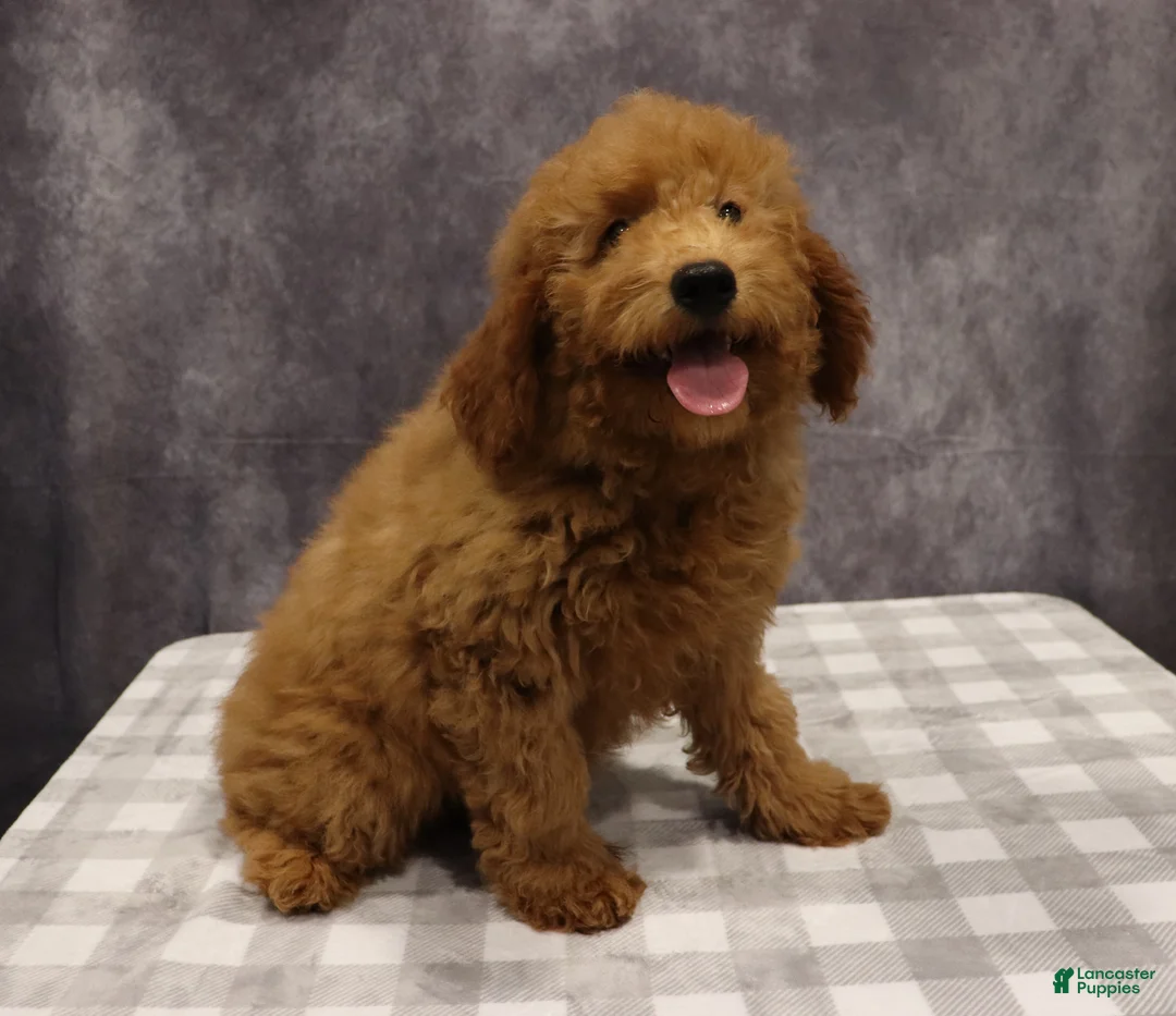 Mini Goldendoodle dogs for sale: Maeve - Ad 1