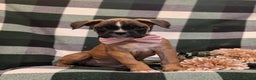 Boxer dogs for sale: Tawnie - Ad 1