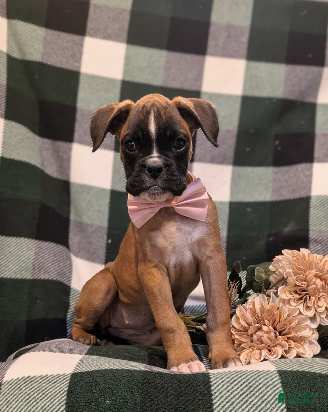 Boxer dogs for sale: Tawnie - Ad 1
