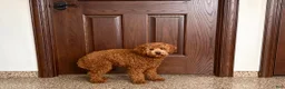 Cockapoo dogs for sale: Terry - Ad 4