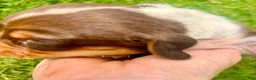 Beagle dogs for sale: Miss pink - Ad 5