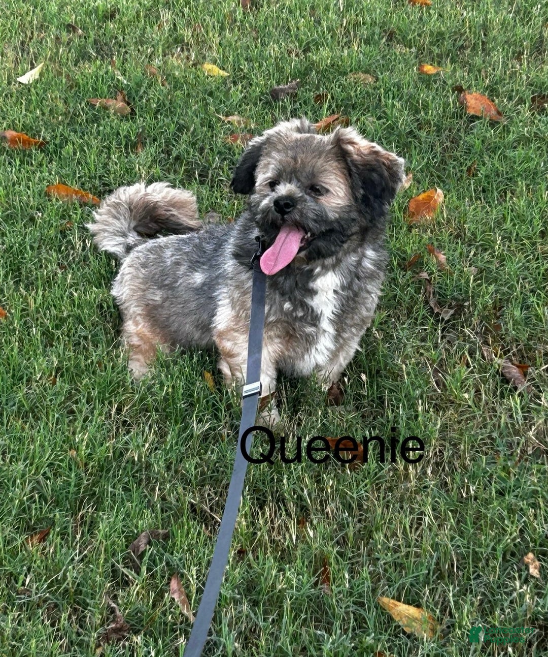 Lhasa Apso dogs for sale: Lhasa Apso Puppy 1 - Ad 4