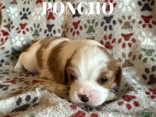 Cavalier King Charles Spaniel dogs Poncho - Ad 25