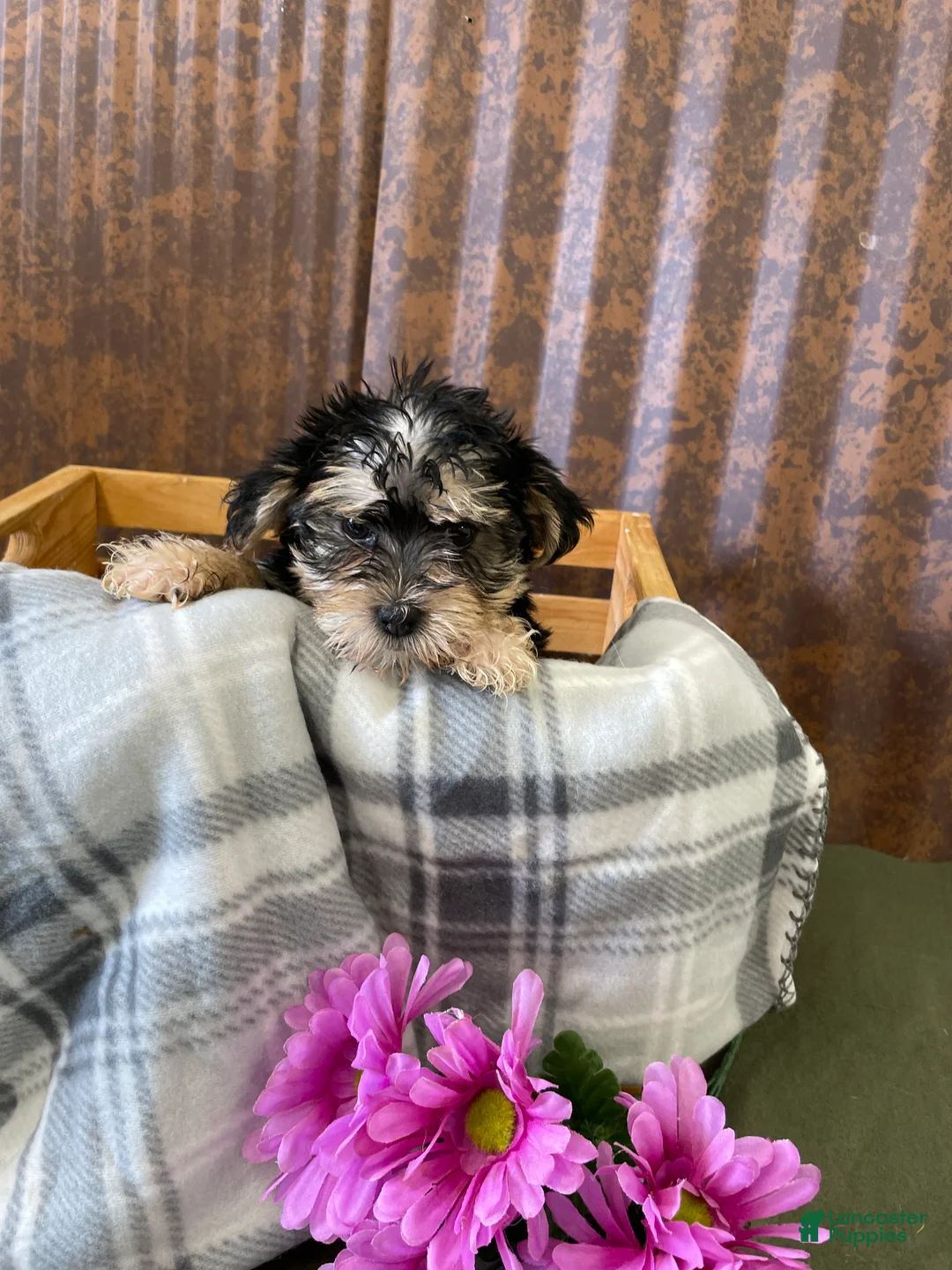 Morkie dogs for sale: Milo - Ad 8