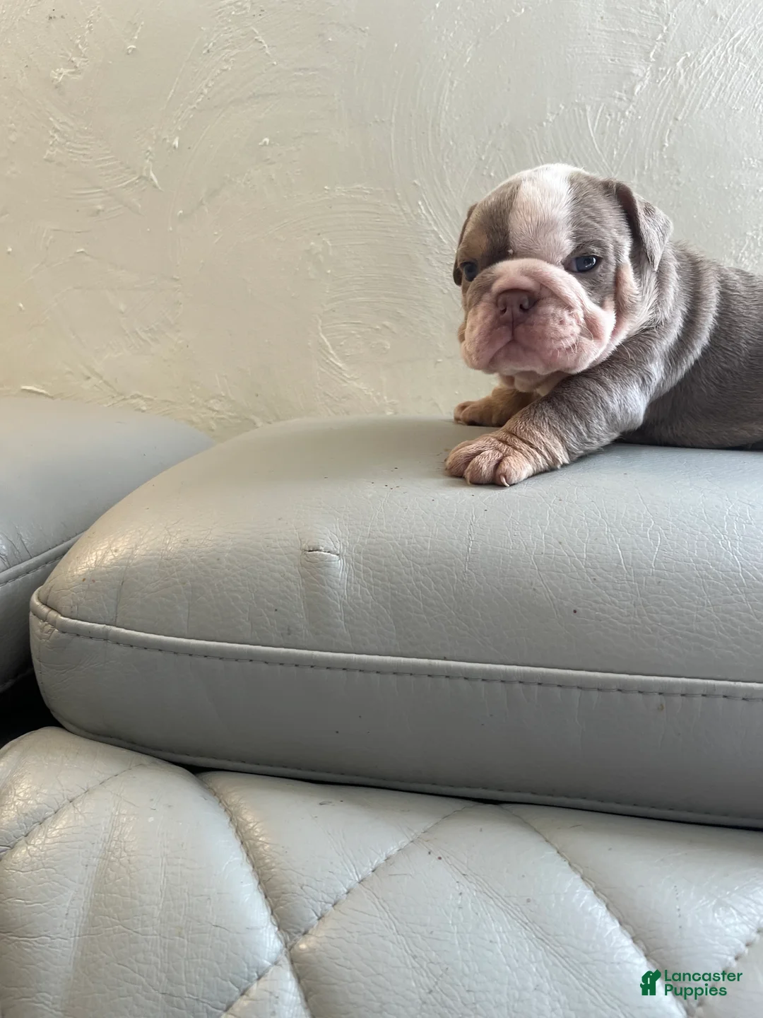 English Bulldog dogs for sale: English Bulldog 2 - Ad 1