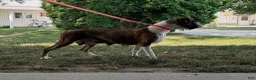 Boxer dogs for sale: Daphne - Ad 8
