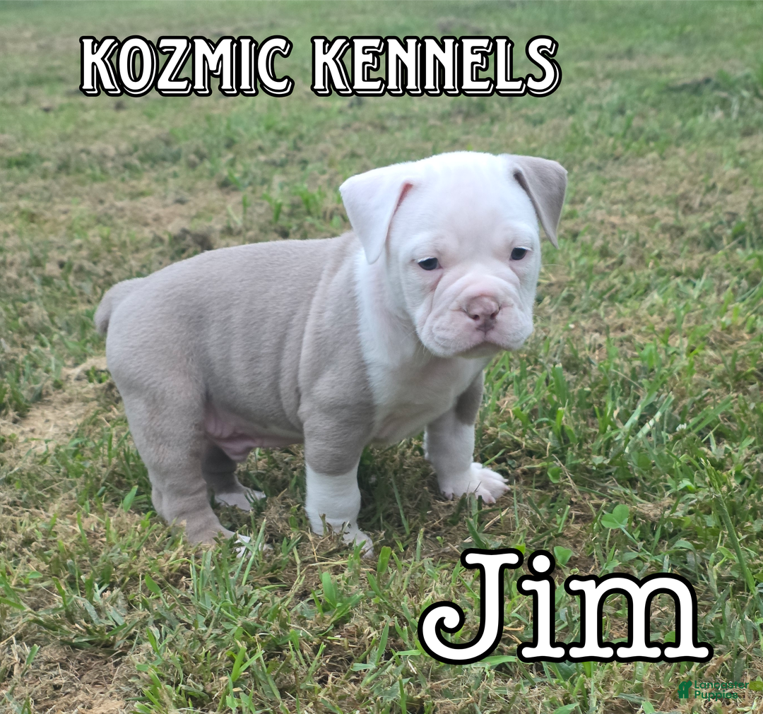 American Bulldog Puppies Ioeba Registered Olde English Bulldogge