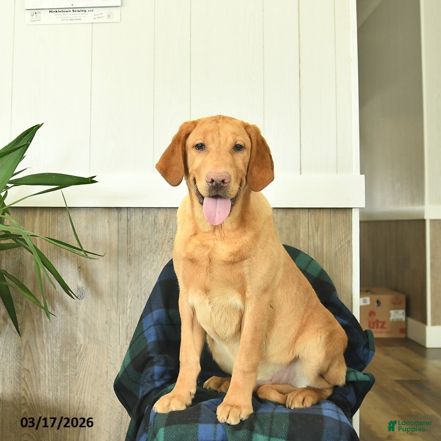 Labrador Retriever dogs Biscuit - Ad 2