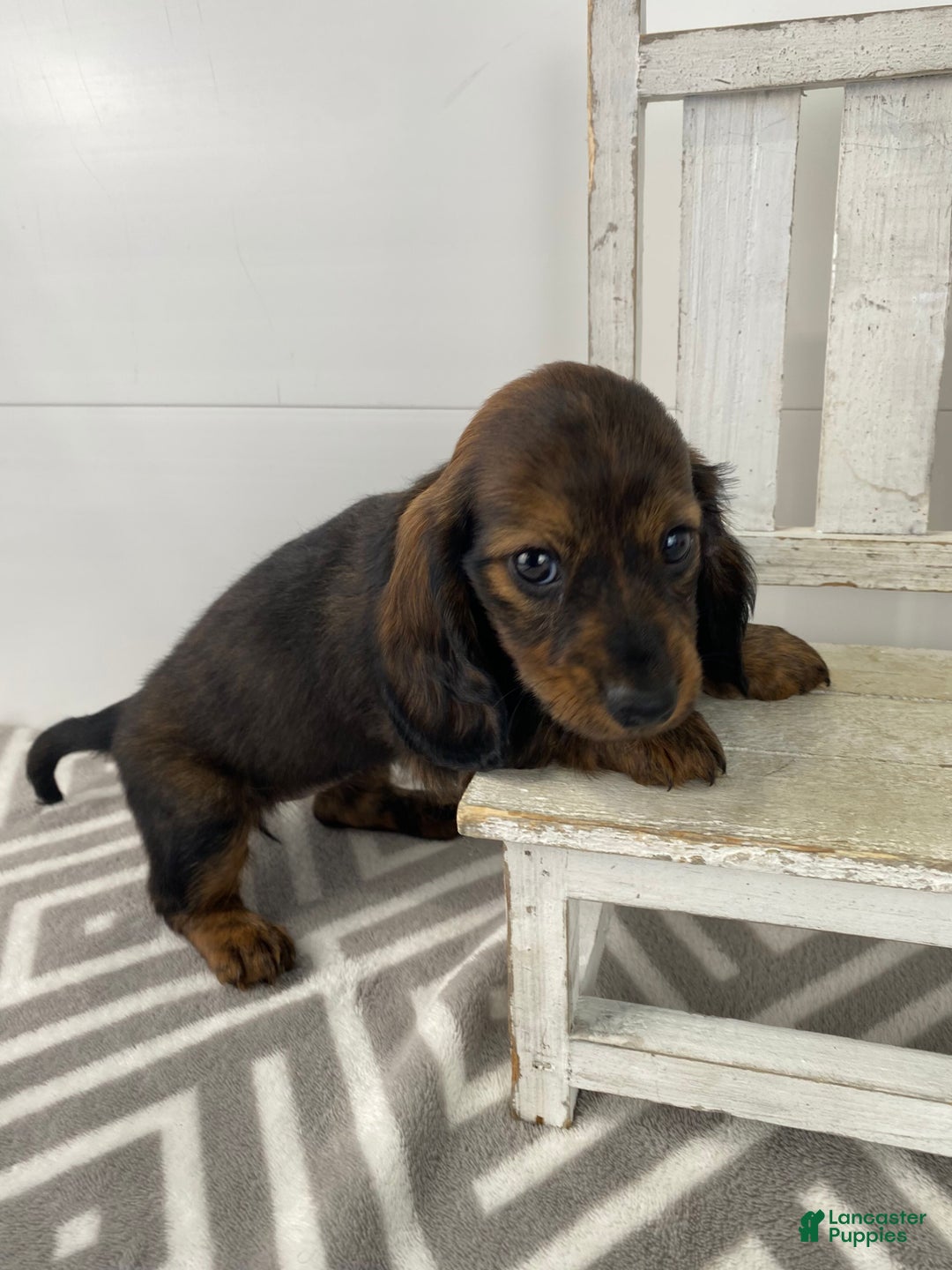 Miniature Dachshund dogs for sale: Bella - Ad 3