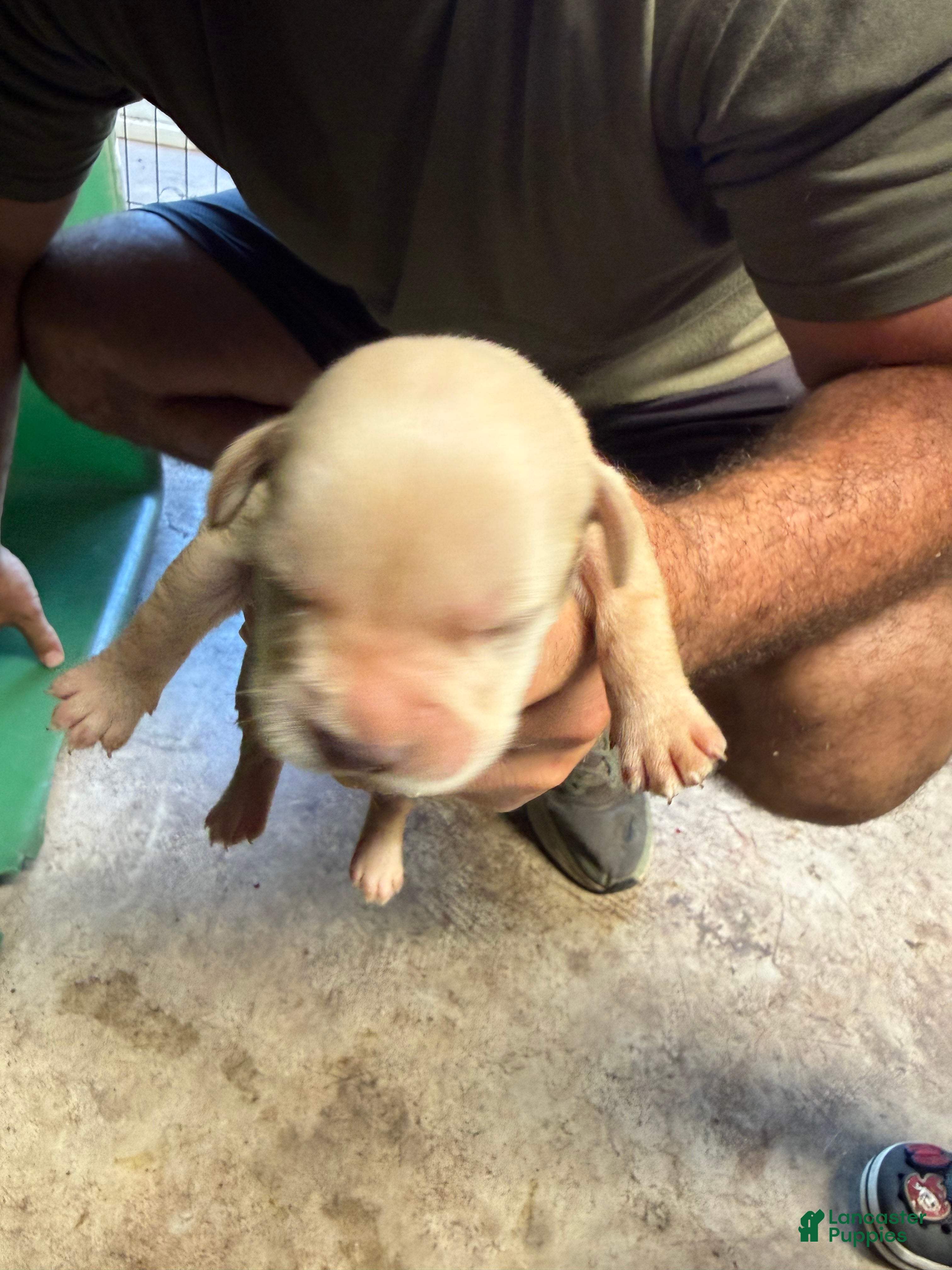 Labrador Retriever dogs Labrador Retriever 7 - Ad 11