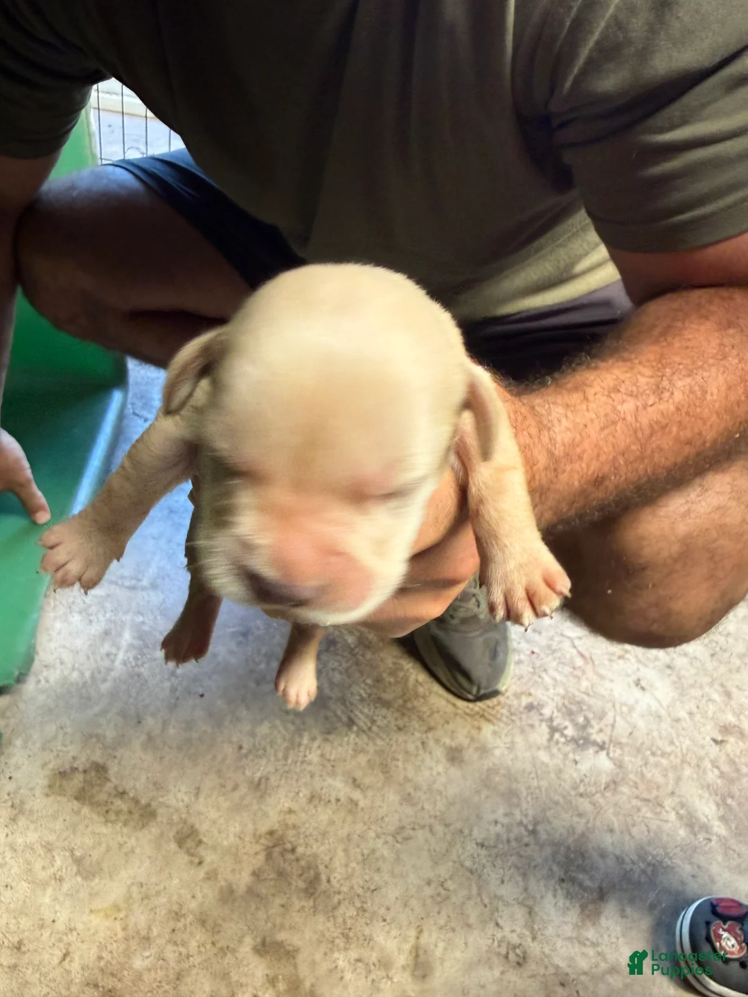 Labrador Retriever dogs for sale: Labrador Retriever 7 - Ad 1