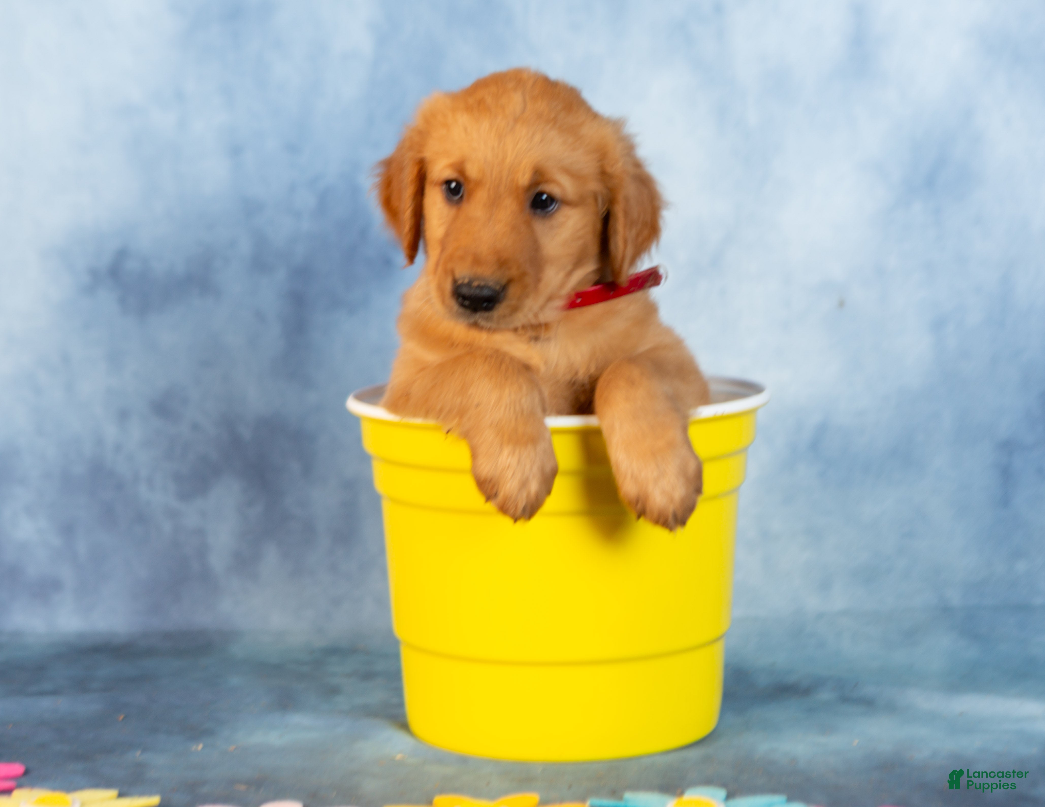 Golden Retriever dogs Caramel - Ad 1