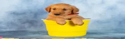 Golden Retriever dogs for sale: Caramel - Ad 1