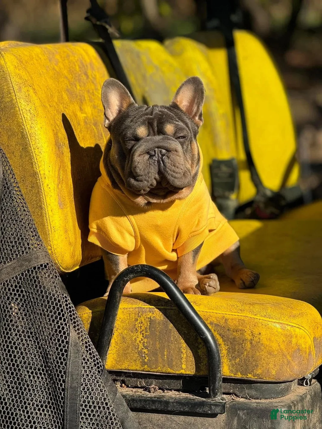 French Bulldog dogs for stud: Mr. Steal Yo Girl “Tinder” Blue  - Ad 17