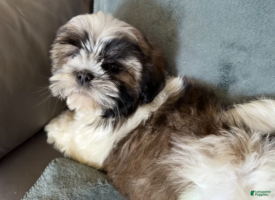 Shih Tzu dogs for sale: Shih Tzu 2 - Ad 3
