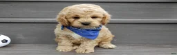 Cockapoo dogs for sale: Tux - Ad 5