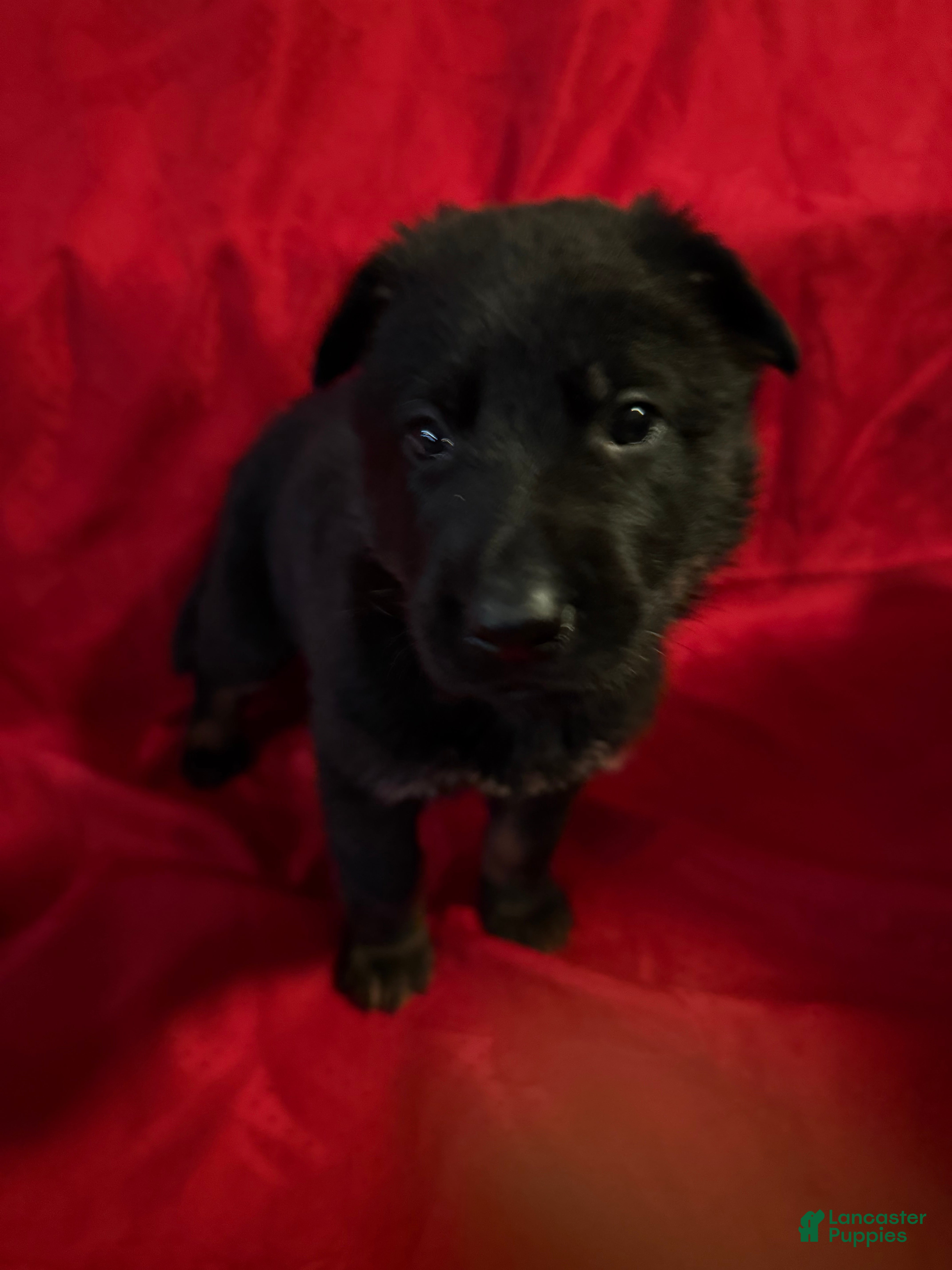 German Shepherd dogs Cupid - Ad 2