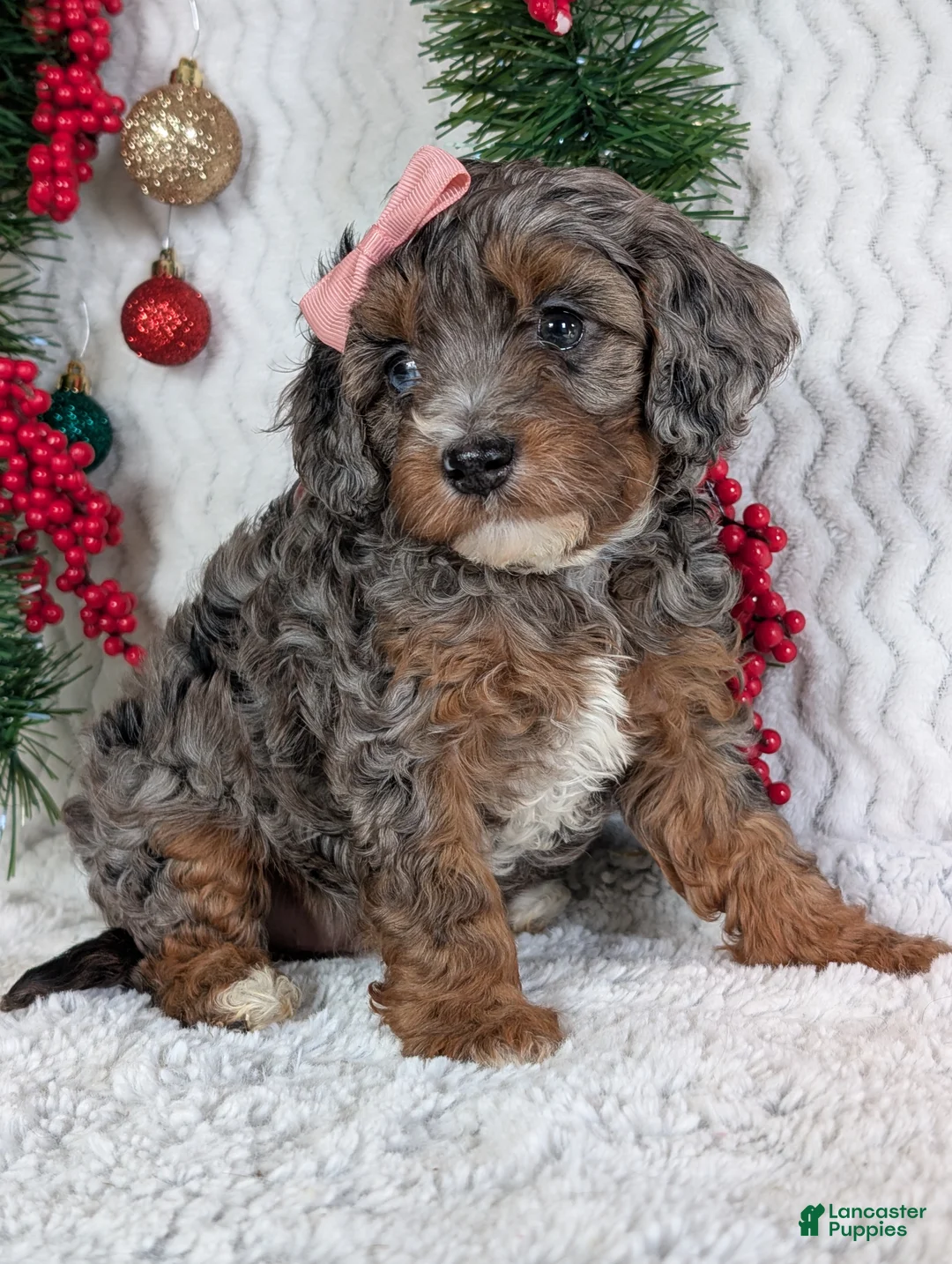 Cavapoo dogs for sale: Abby  - Ad 5