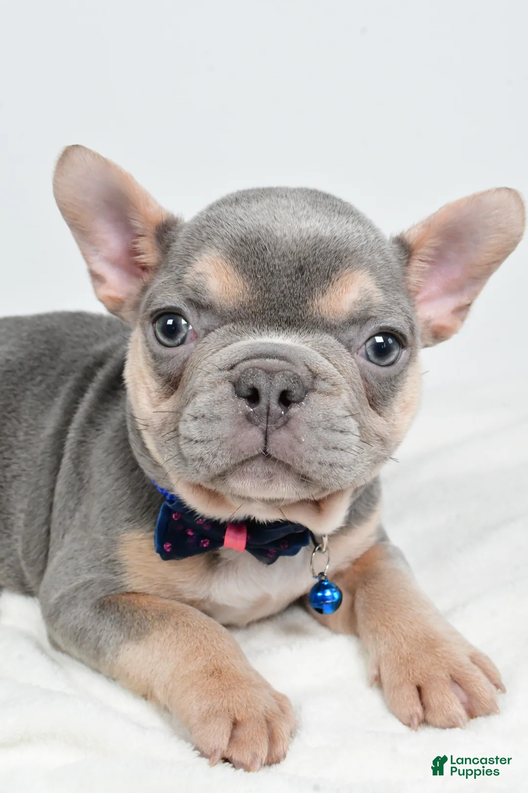 French Bulldog dogs for sale: Checkers - Ad 2