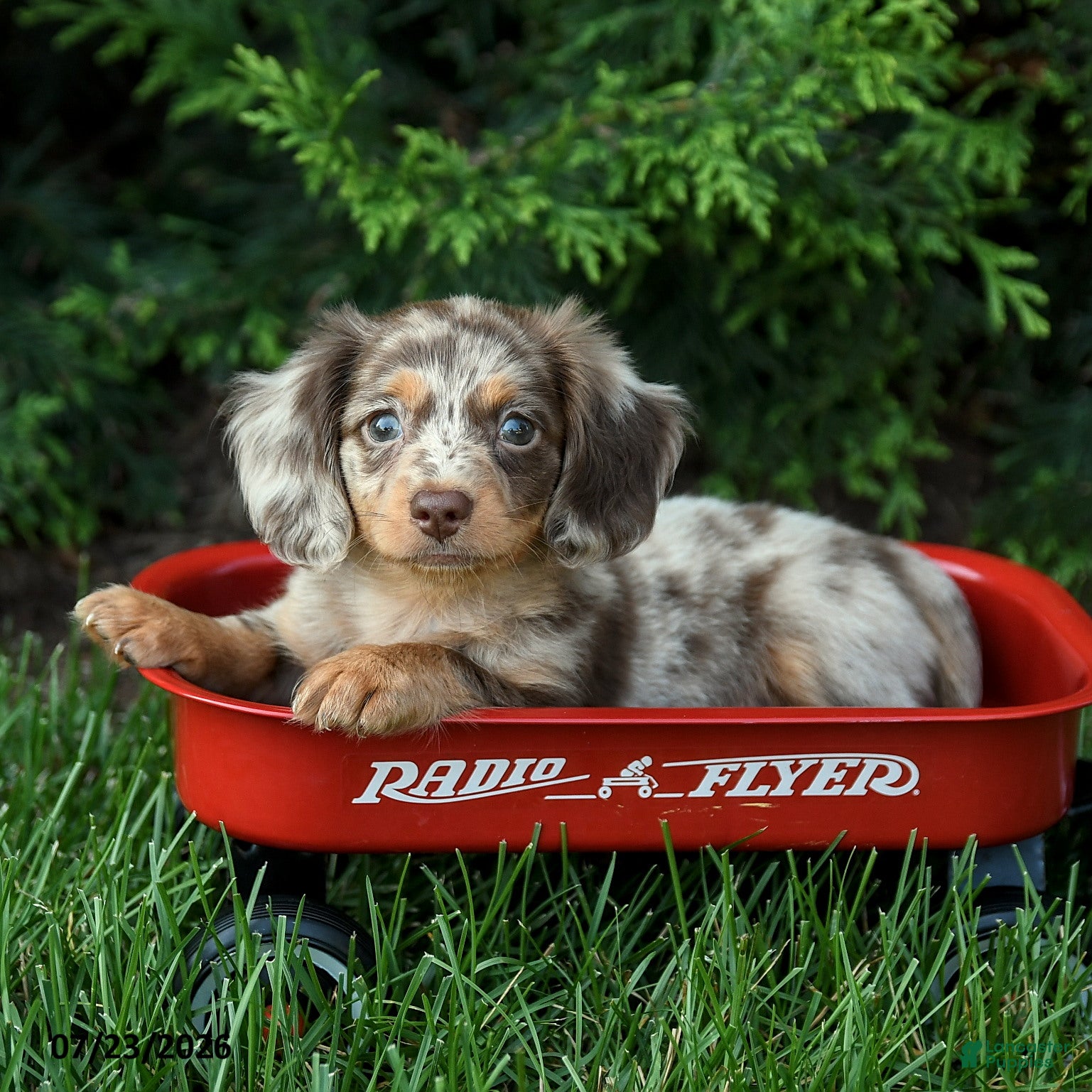 Miniature Dachshund dogs Icon - Ad 2