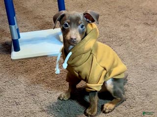 Miniature Pinscher dogs Teddy - Ad 18