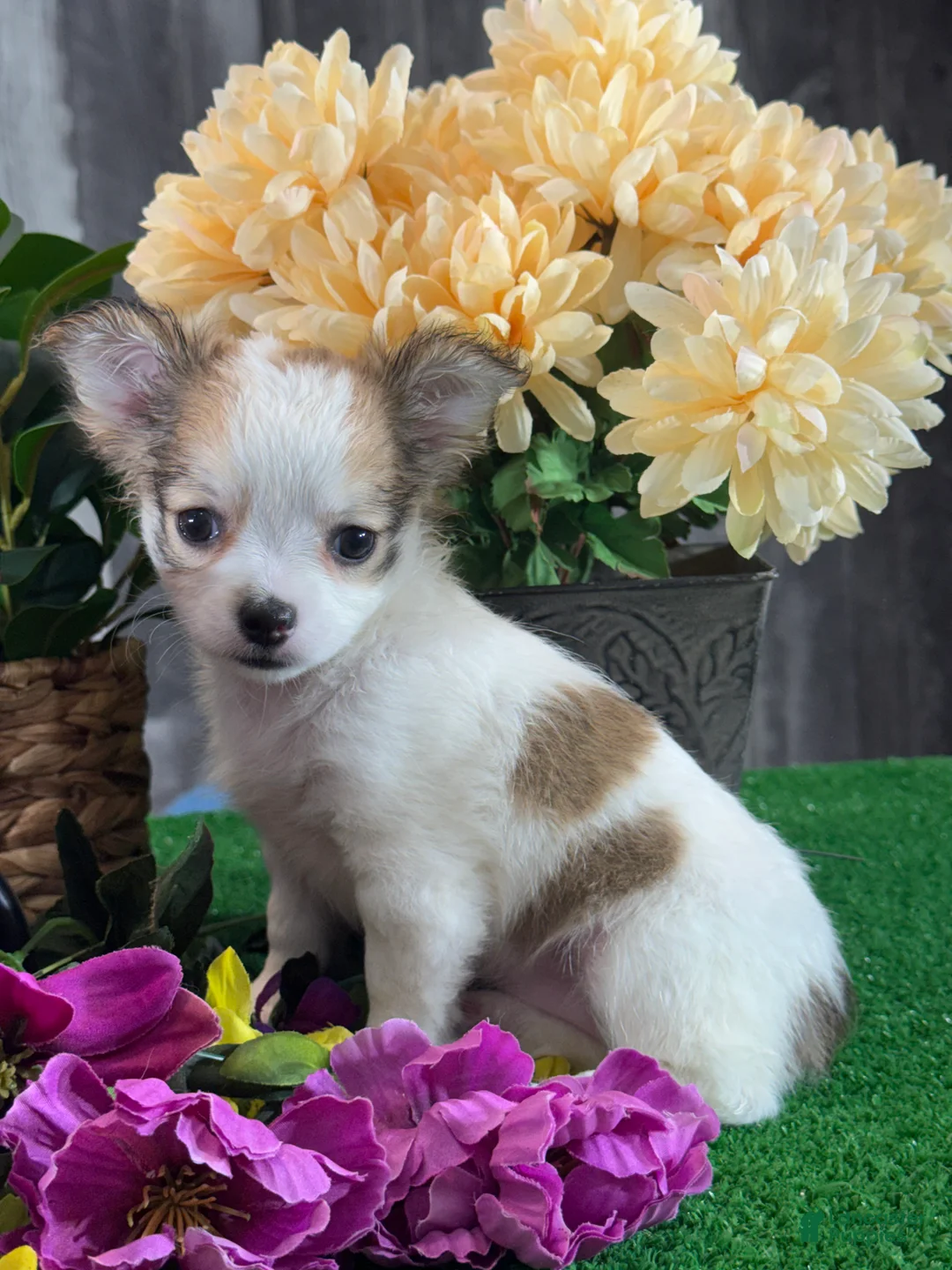 Chihuahua dogs for sale: Fancy  - Ad 6