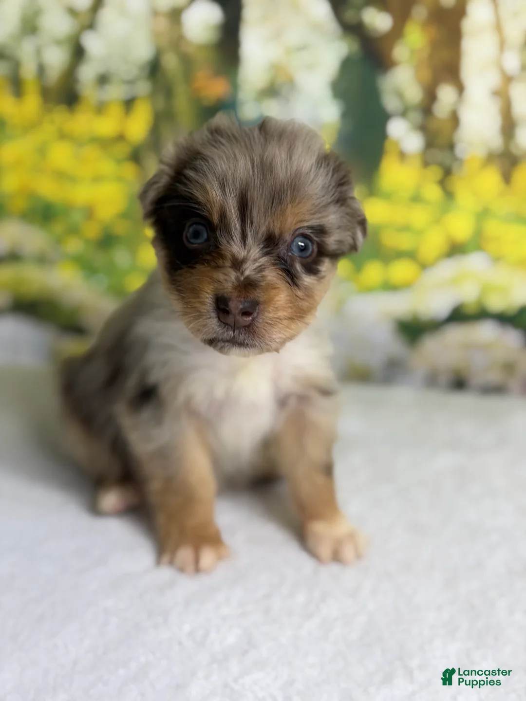 Australian Shepherd dogs for sale: Australian Shepherd Puppy 9 - Ad 1