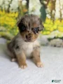 Australian Shepherd Puppy 9 SOLD