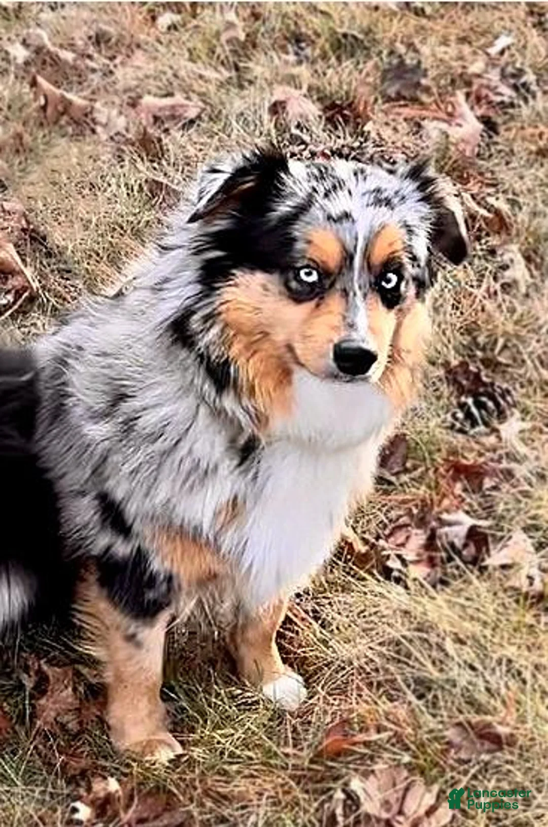 Miniature Australian Shepherd dogs for sale: Isla - Ad 4