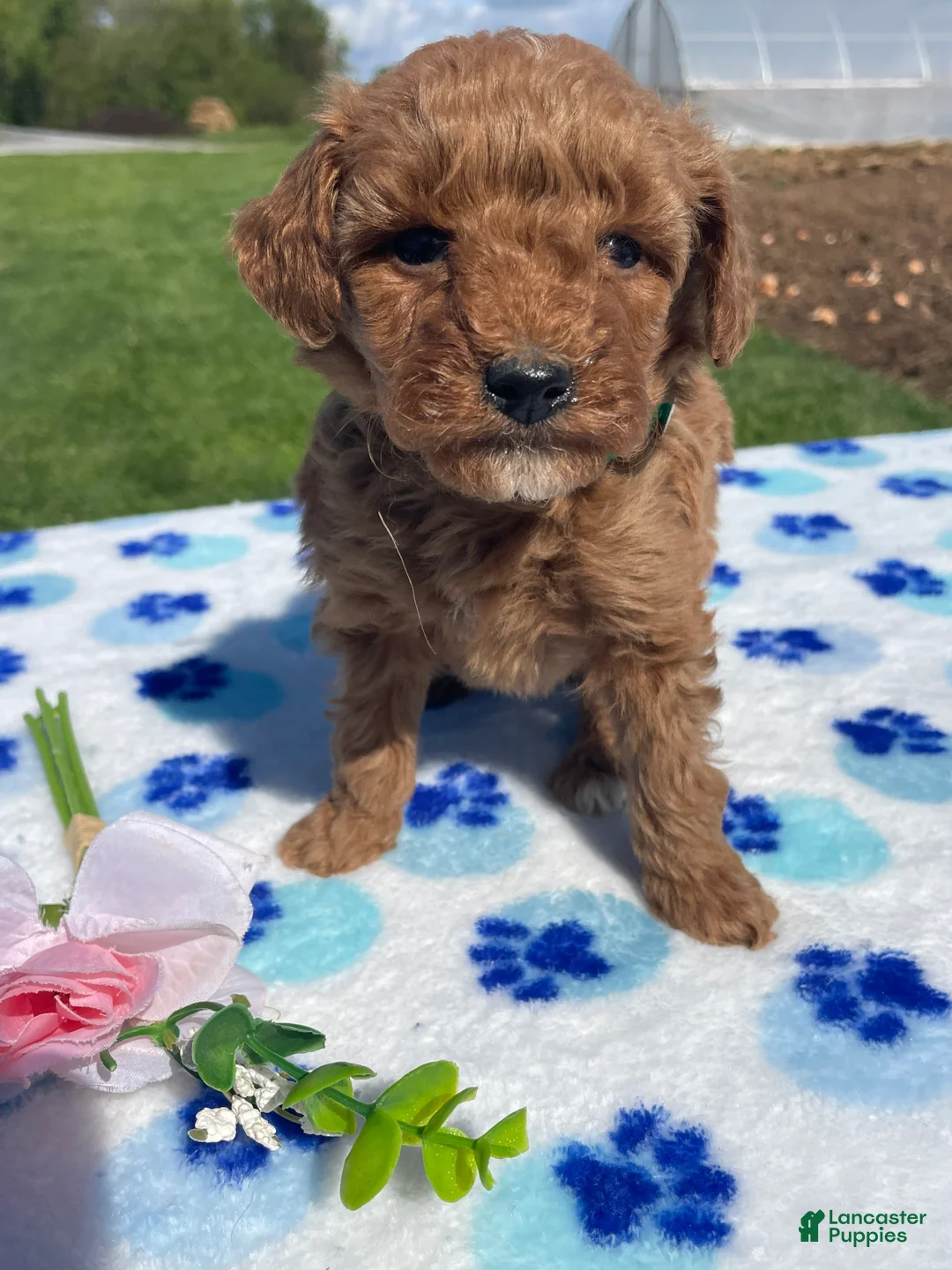 Miniature Poodle dogs for sale: Simon - Ad 1