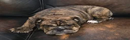 English Bulldog dogs for sale: Kelly - Ad 3